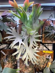 Aa